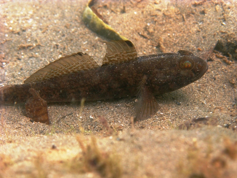 Gobius niger